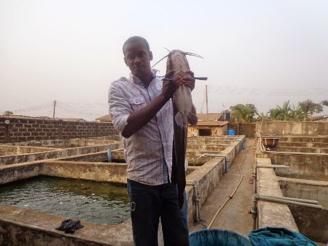 Fish farming 2 essay
